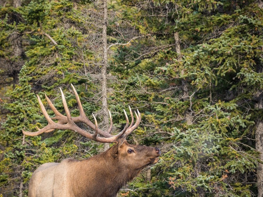 Bull elk bugling